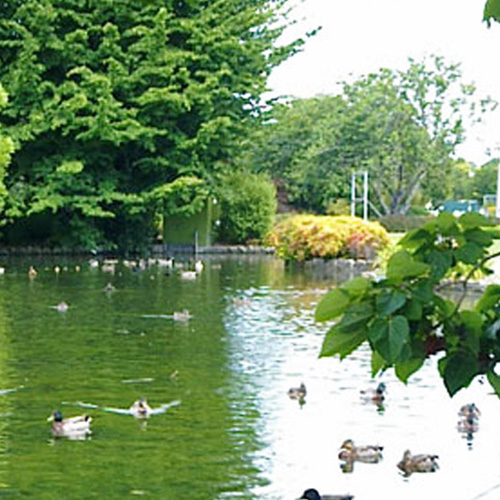 https://www.parklink.co.nz/wp-content/uploads/2024/08/parklink-cornwall-park-pond-feature.jpg