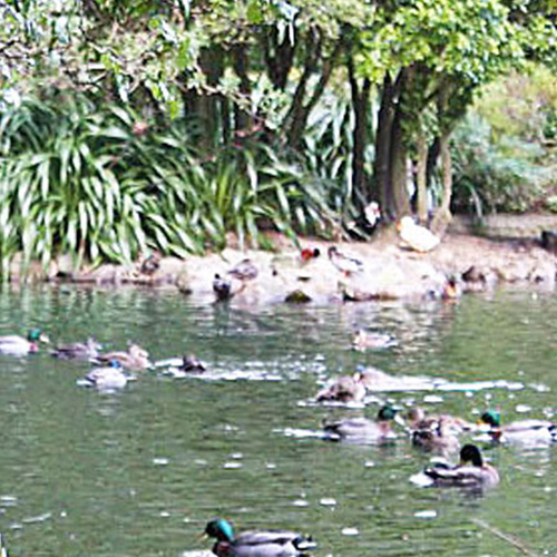 https://www.parklink.co.nz/wp-content/uploads/2024/08/parklink-williams-park-pond-feature-1.jpg
